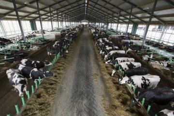 En Chine, enfin une mega-ferme de 100.000 vaches
